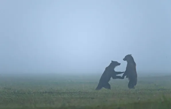 Animals, bear, bears, haze, wildlife, fogs