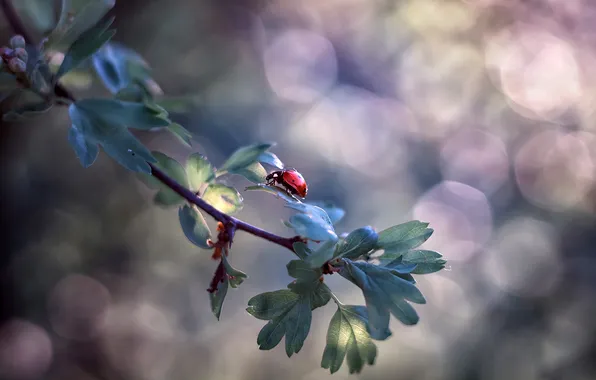 Picture leaves, macro, glare, Bush, ladybug, branch, insect