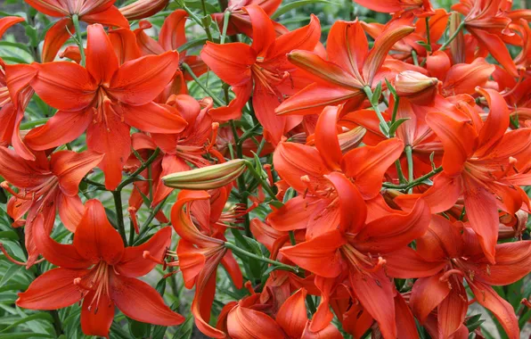 Lily, petals, red, al