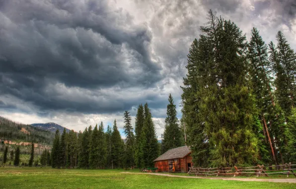 Trees, nature, photo, landscapes, home, forest