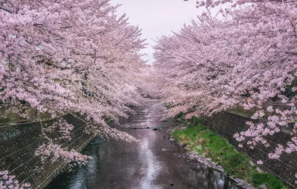 Picture trees, Park, river, spring, Sakura