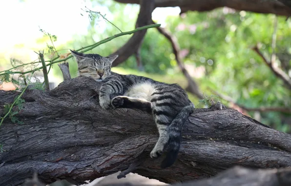 Cat, cat, tree, stay, sleep, sleeping