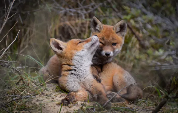Grass, look, nature, pose, blur, Fox, kids, a couple