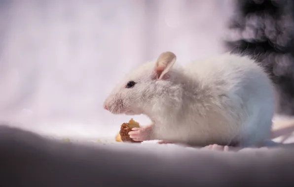 Winter, look, snow, pose, background, holiday, light, mouse
