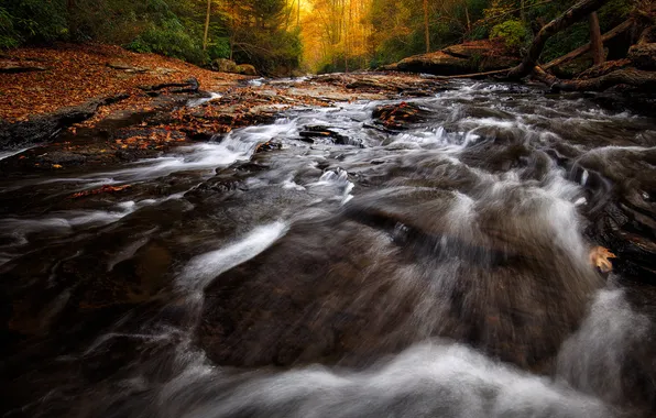 Autumn, forest, river, stones, shore, for, foliage, stream