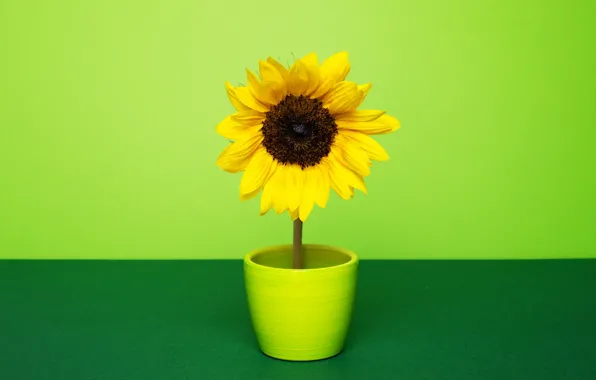 Background, sunflower, pot