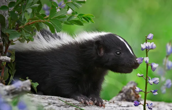 Picture flower, nature, striped skunk