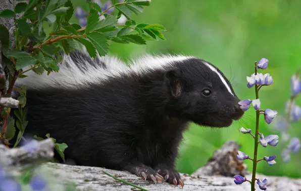 Flower, nature, striped skunk