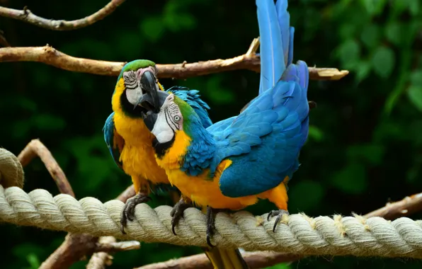 Picture love, nature, kiss, pair, parrots, ary