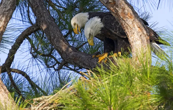 Birds, branches, tree, pair, needles, the eagles, pine, bald eagle