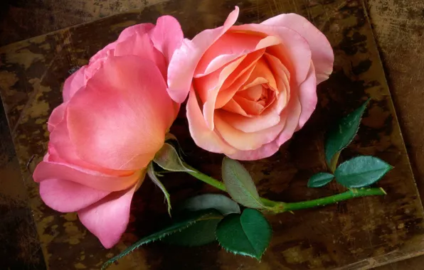 Picture leaves, roses, stem, Bud