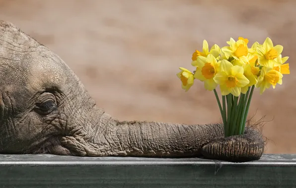 Look, flowers, table, elephant, bouquet, spring, yellow, face