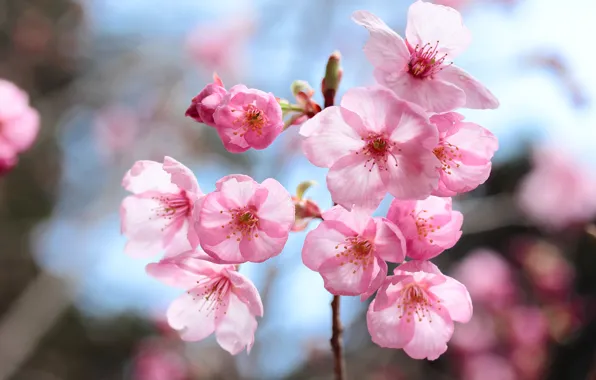 Light, flowers, branch, spring, Sakura, pink, flowering, bokeh