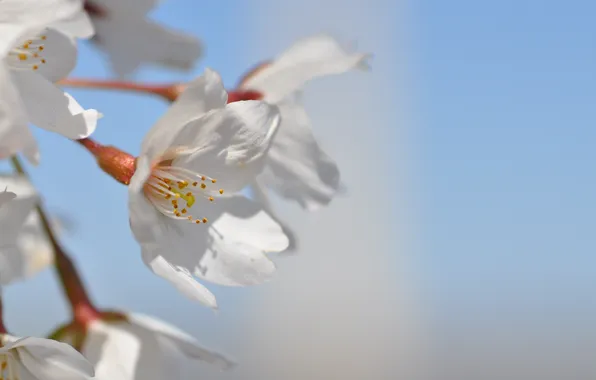 Picture white, flower, the sky, macro, cherry, color, spring, flowering