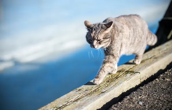 Cat, look, background