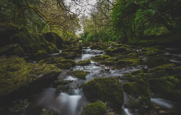 Forest, trees, branches, bridge, river, stones, mucus, cascades