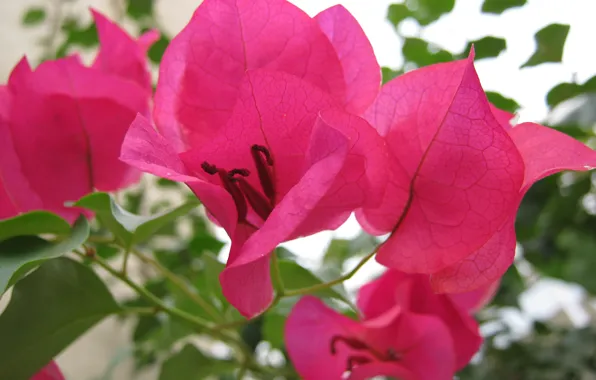 Picture leaves, sprig, pink, Flower, petals, stamens, veins, bougainvillea