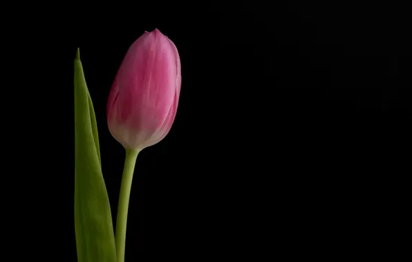 Flower, background, Tulip