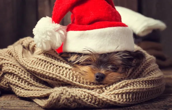 Picture dog, New Year, Christmas, Christmas, dog, 2018, Merry Christmas, Xmas