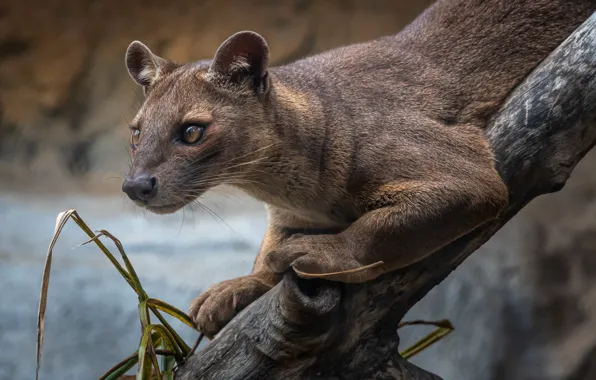 Picture look, predator, log, Fossa