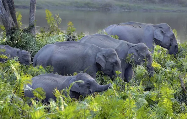 Picture elephant, India, the herd, Asian elephant, Kaziranga