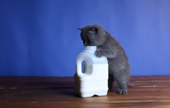 Picture cat, kitty, grey, Board, food, baby, milk, canister