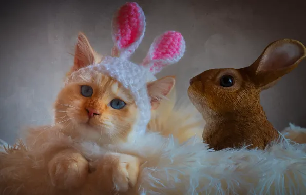 Cat, cat, look, kitty, hare, portrait, pile, fluffy