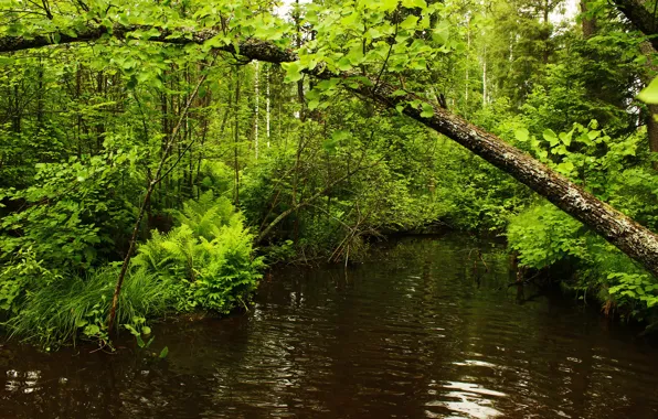 Picture forest, trees, river, greens.
