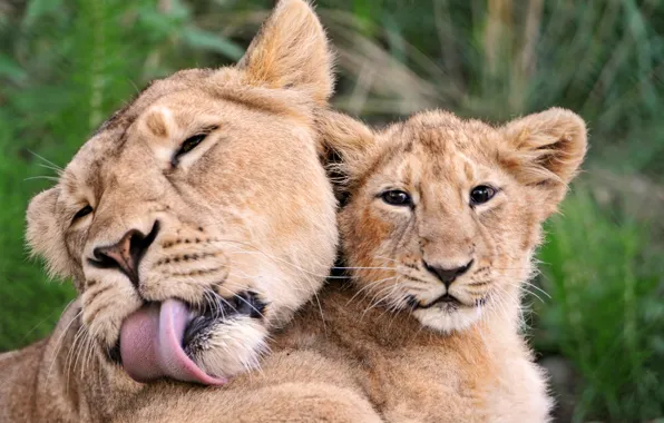 Kitty, tenderness, weasel, lions, mom
