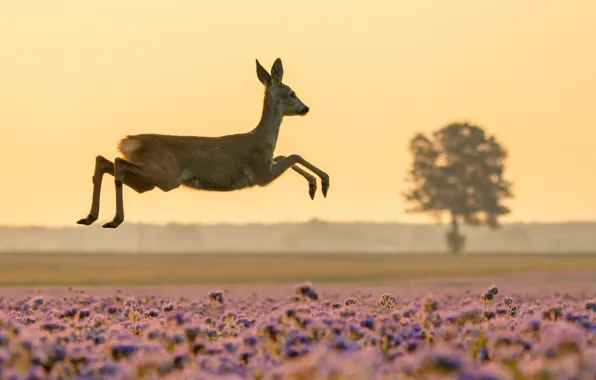 Picture field, flowers, nature, tree, animal, jump, deer, meadow