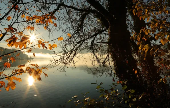Autumn, leaves, the sun, rays, light, sunset, branches, fog