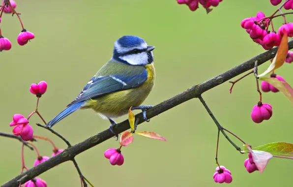Picture branches, berries, bird, pink, tit, blue tit