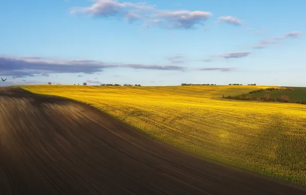 Clouds, Field, Horizon, Beauty, Space, Shimakovsky Yuri, Arable land