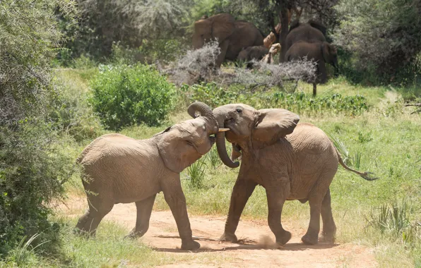 Picture nature, pose, the game, elephant, baby, cub, elephant
