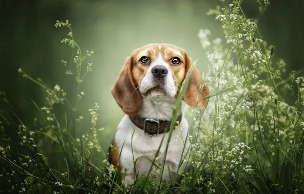 Greens, summer, grass, look, face, flowers, nature, portrait