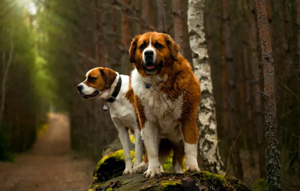 Forest, dogs, look, trees, nature, pose, dog, pair