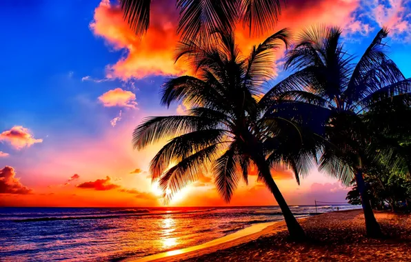Picture trees, sea, Sunset, Palm