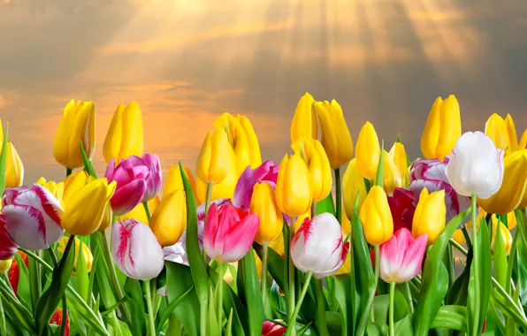 Clouds, rays, collage, petals, tulips