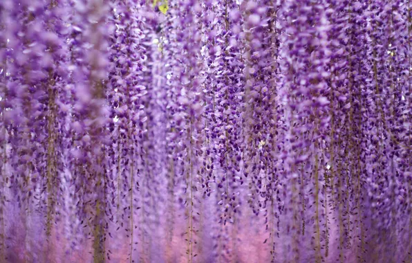 Flowers, a lot, inflorescence, lilac, Wisteria, Wisteria, hanging