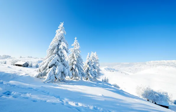 Picture Nature, Winter, Snow, Spruce, Landscape