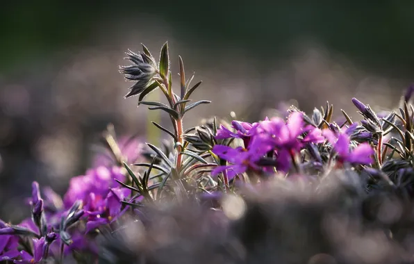 Macro, flowers, lilac, bokeh