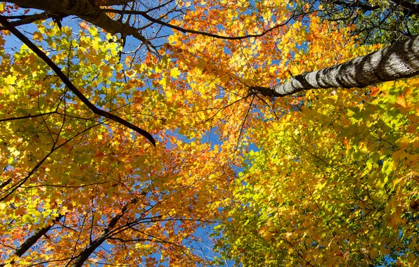 Autumn, the sky, leaves, trees, trunk, crown