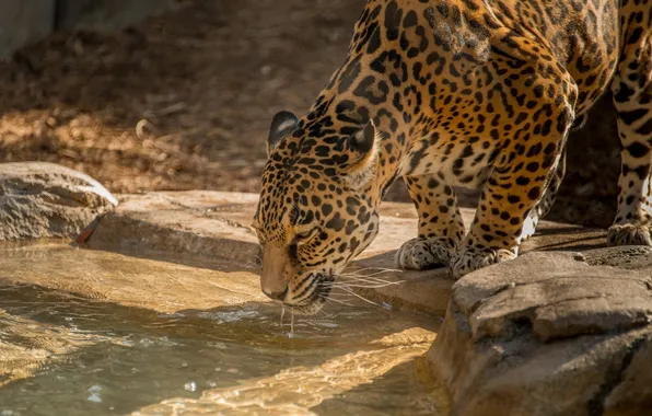 Picture water, predator, Jaguar