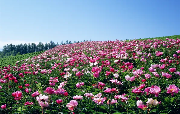Picture field, the sky, flowers
