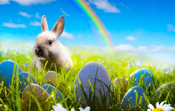 Picture the sky, grass, flowers, chamomile, eggs, rainbow, spring, rabbit