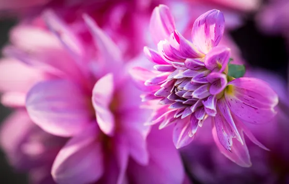 Macro, petals, bokeh, dahlias