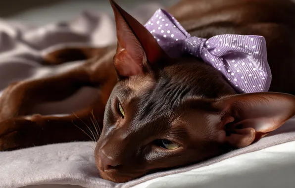 Cat, cat, pose, lies, face, bow, brown, Oriental