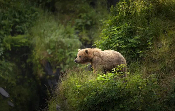Picture forest, bear, Alaska, Brown bear, Kodiak