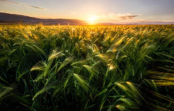 Summer, the sun, rays, light, rye, ears, cereals, rye field