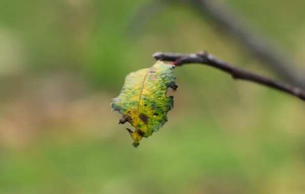 Autumn, color, leaf, twig